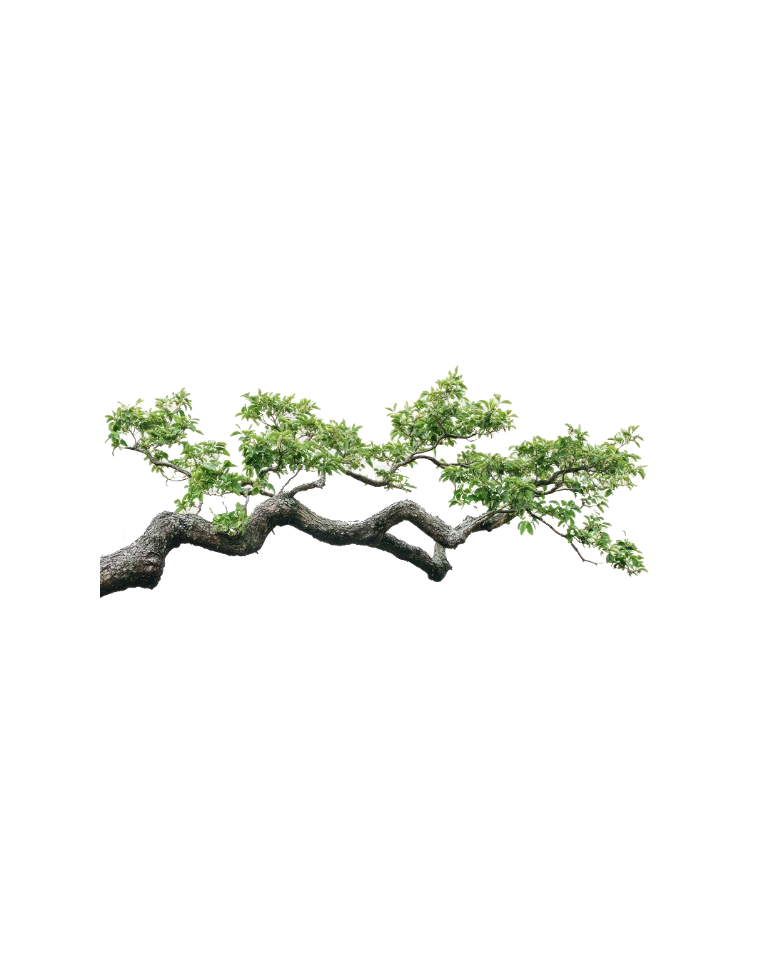 Tree branch with leaves